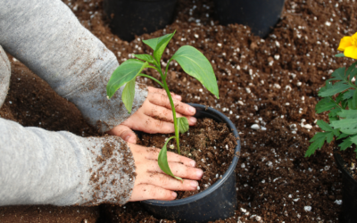 Cultivating Green Thumbs: How Daisy Lane’s Garden-to-Table Learning Inspires Young Eco-Warriors