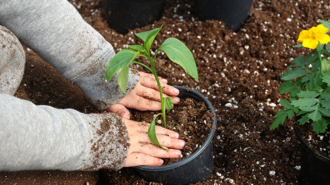 Planting at Daisy Lane Early Learning