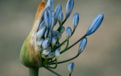 Friendship Flowers: February Garden Learning Projects at Daisy Lane