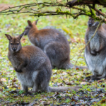 wallaby kangaroos sitting in green grass
