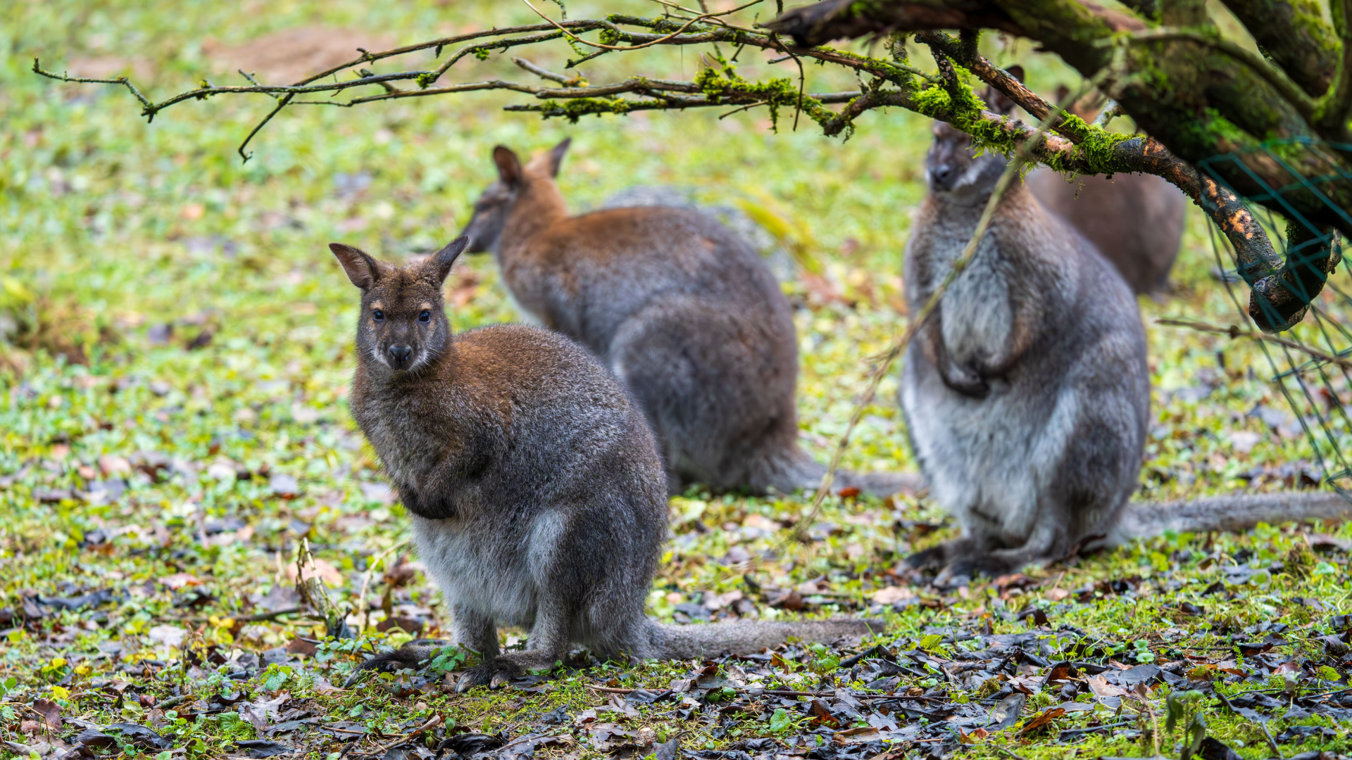 wallaby kangaroos sitting in green grass